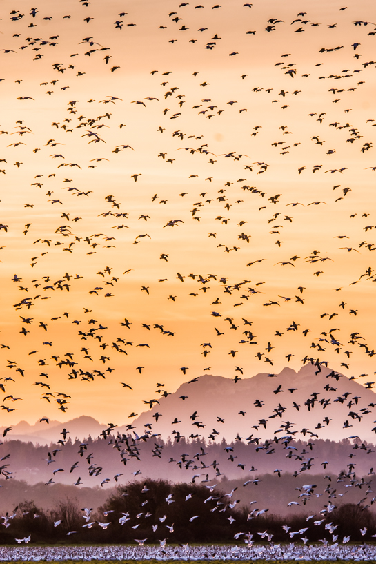 Snow Geese at Sunrise in Skagit County