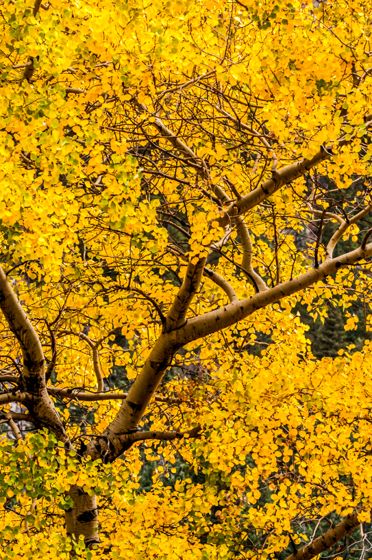 Fall Aspens, Colorado