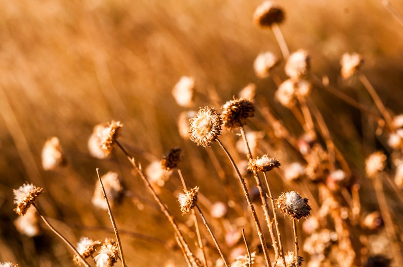 Autumn Weeds