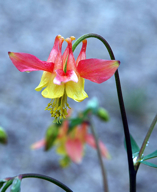 Columbine