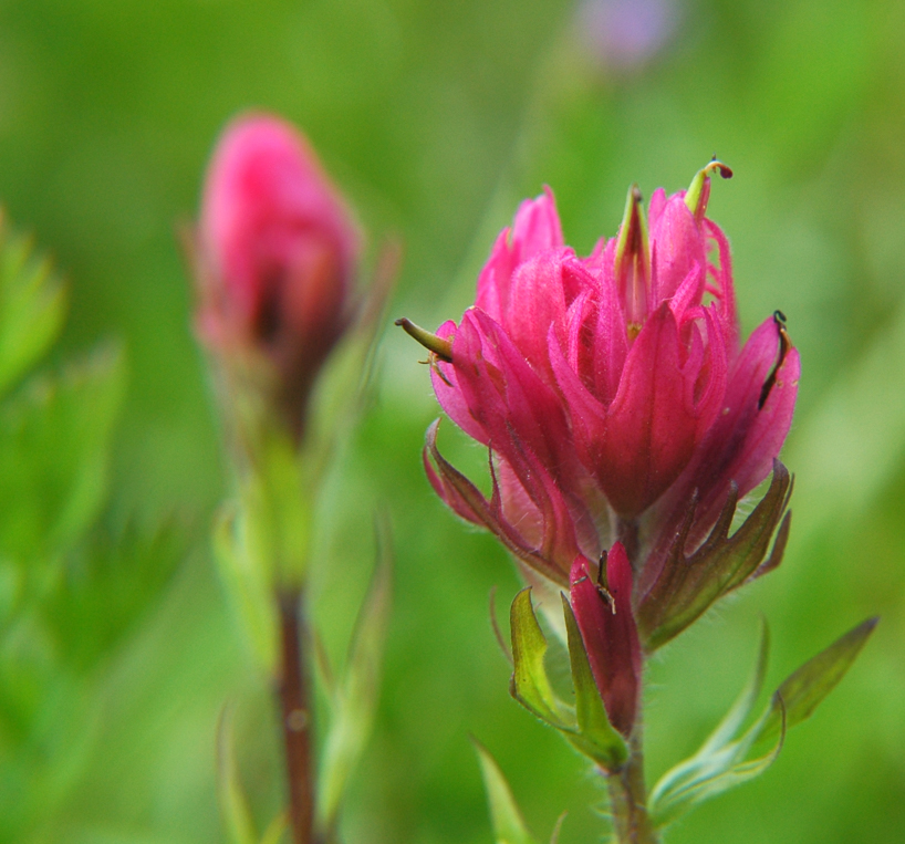 Indian Paintbrush
