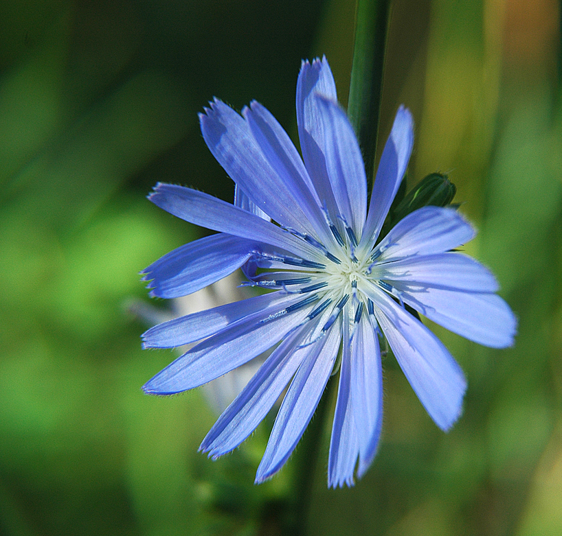 Chicory flowers