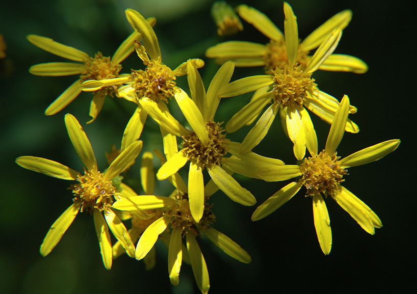 Asters
