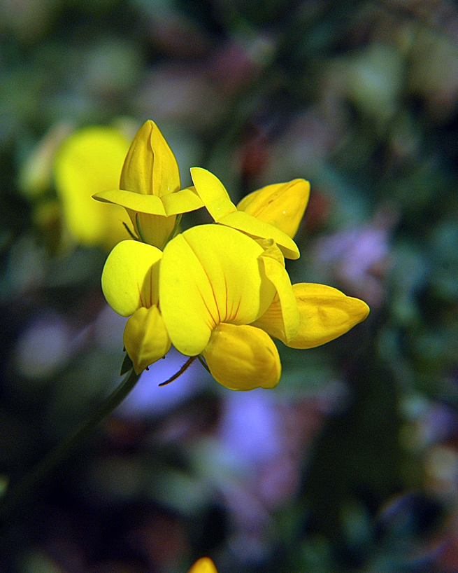 Birdsfoot Trefoil flowers