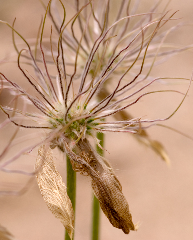 Autumn Weed