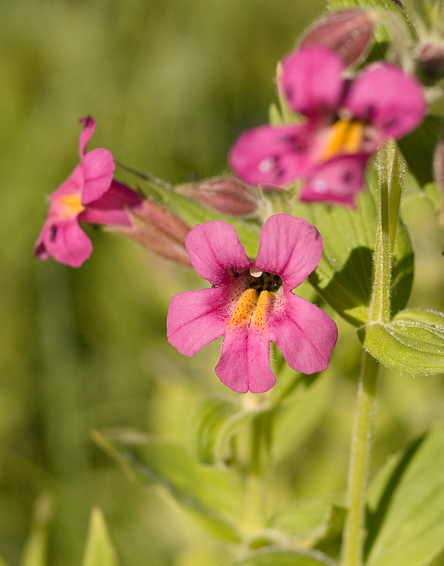 Monkey Flowers