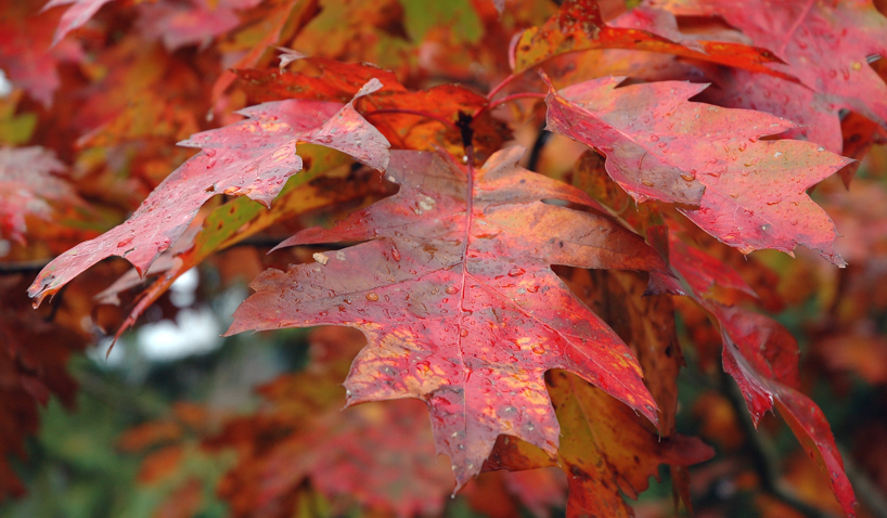 Autumn in Red