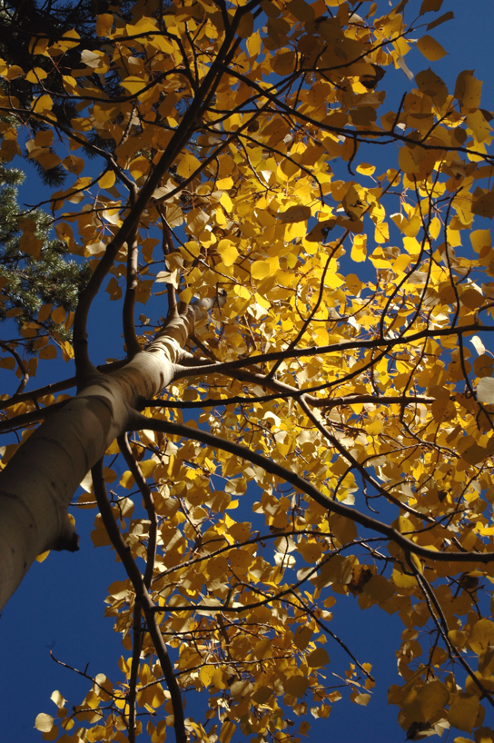 Aspen View