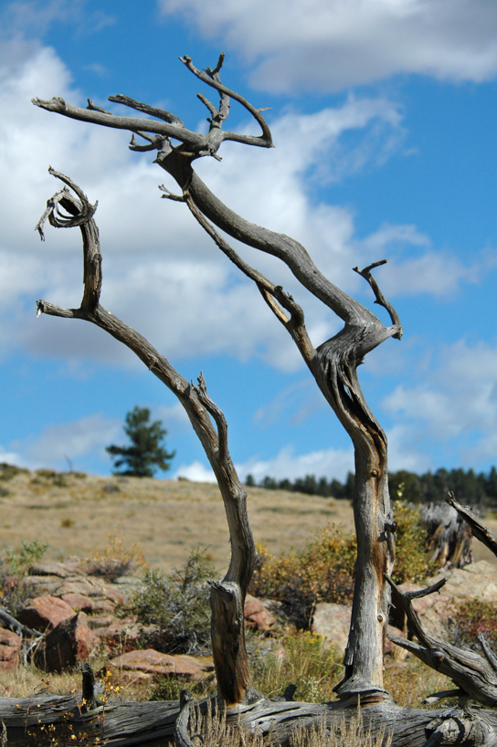 Gnarled Pines