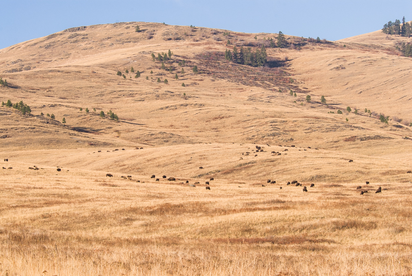 Buffalo, Montana