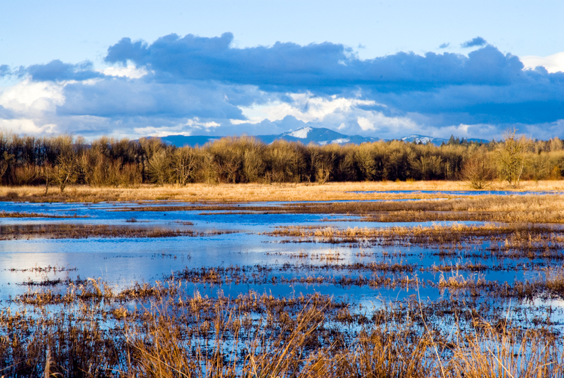 Wetlands at Ridgefield Wildlife Refuge, WA