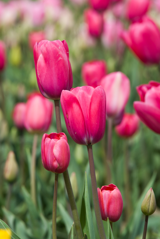 Pink tulips