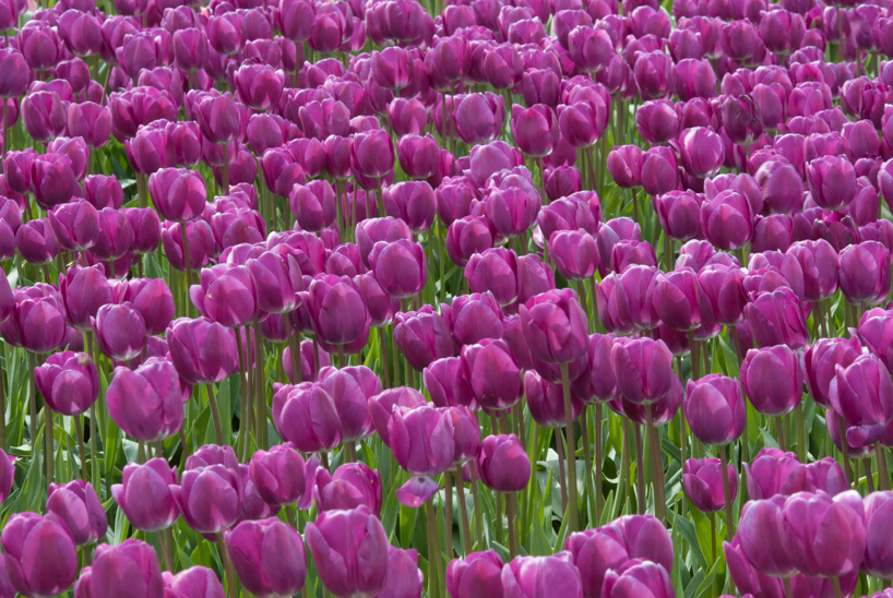 Tulips