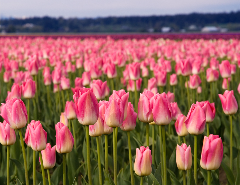 Pink tulips
