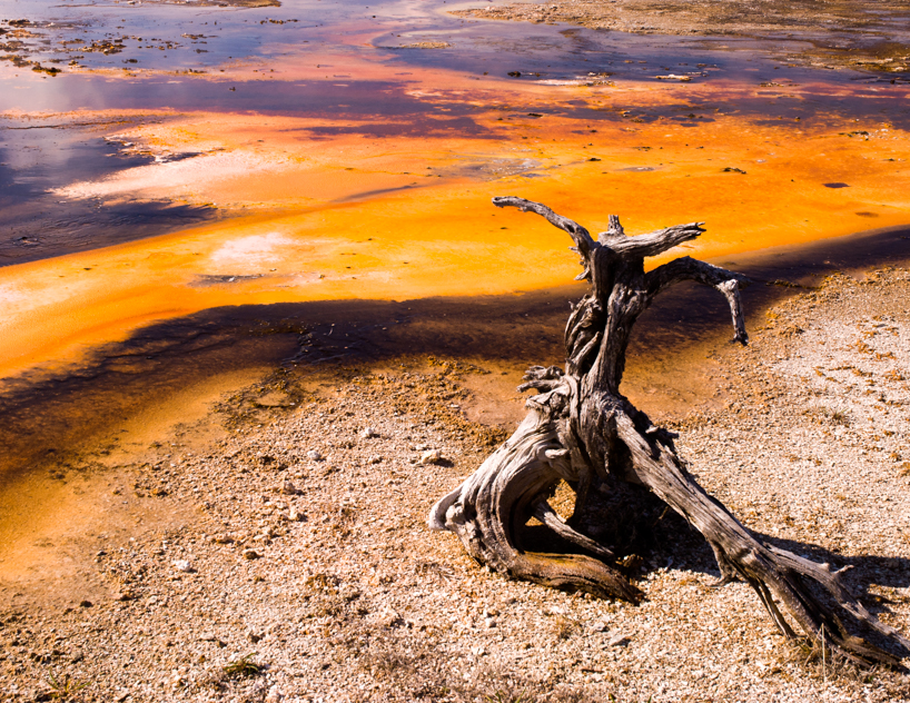 Lava and Gnarled Wood