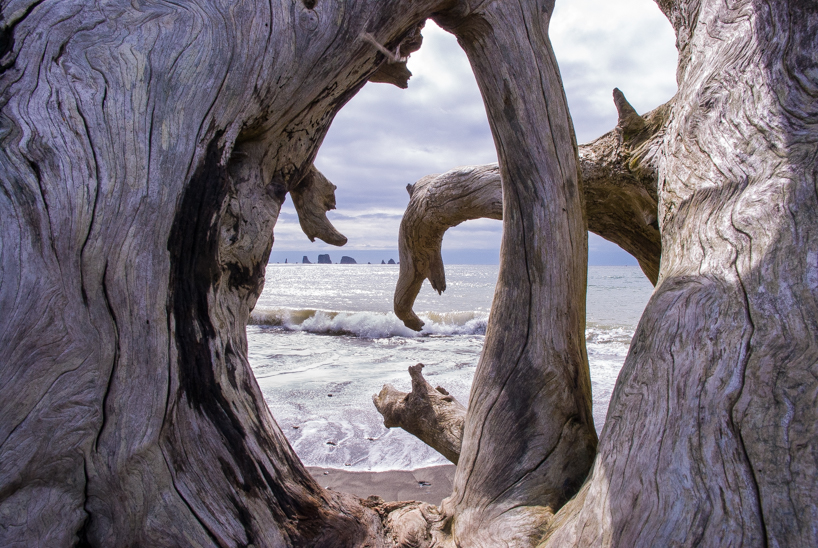 Driftwood View