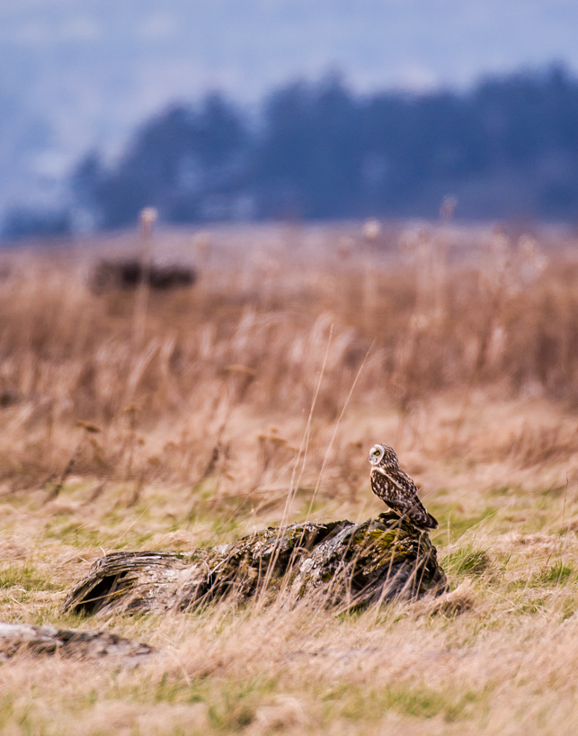 Short-eared Owl along Skagit Bay, Washington