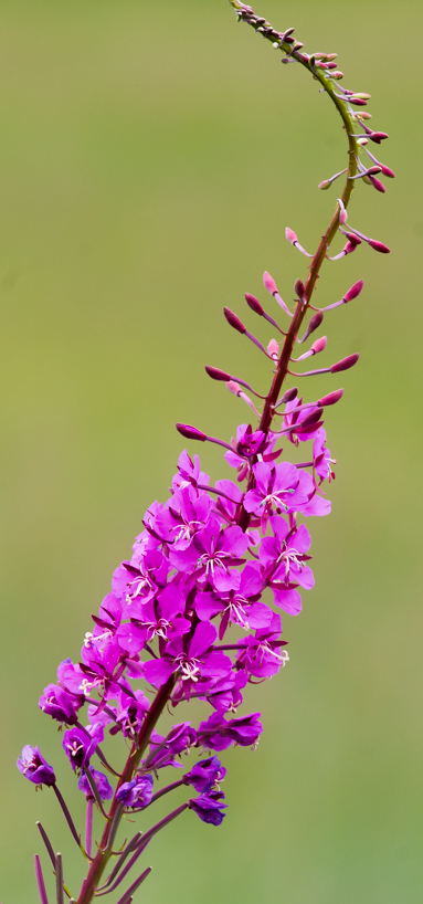 Fireweed about to bloom