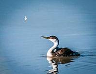 Western grebe admiring a butterfly 