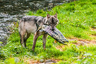 Wolf with salmon