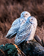 snowy owl duo