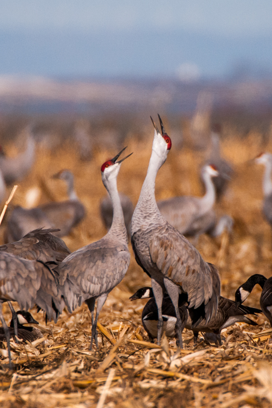 Sandhill cranes mating dance