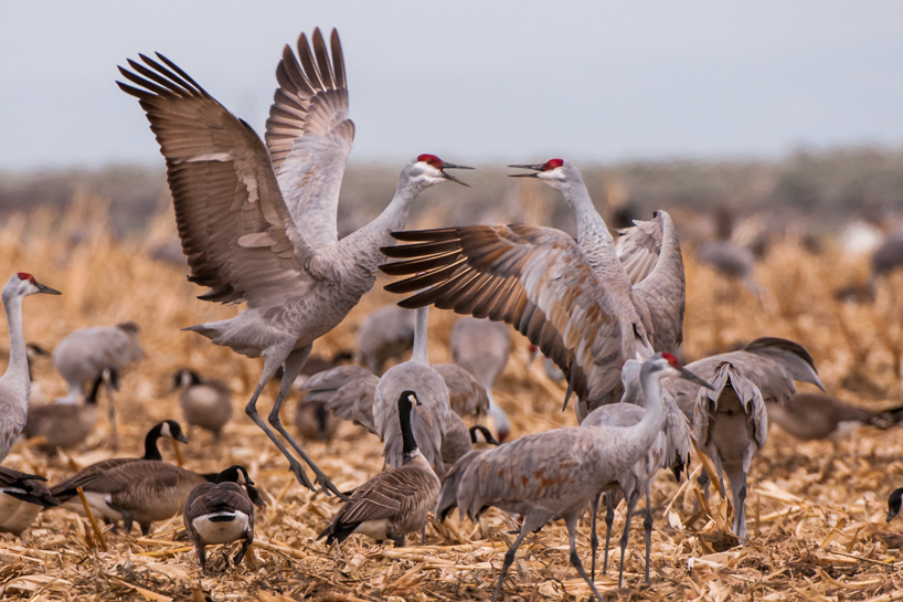 Sandhill cranes mating dance