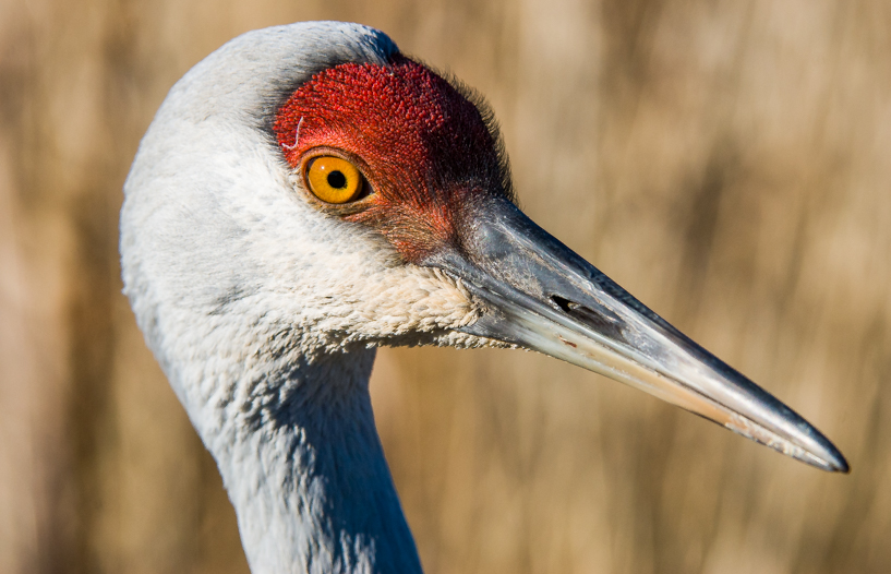 Sandhill crane closeup