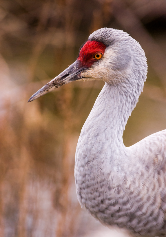 Sandhill crane closeup